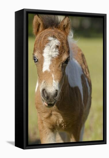 Baby Miniature horse paint colt-Maresa Pryor-Framed Premier Image Canvas