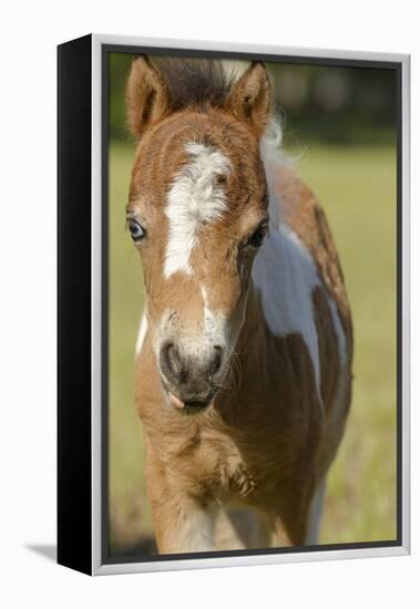 Baby Miniature horse paint colt-Maresa Pryor-Framed Premier Image Canvas