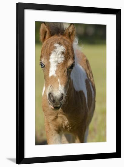 Baby Miniature horse paint colt-Maresa Pryor-Framed Premium Photographic Print