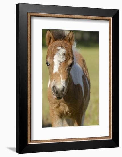 Baby Miniature horse paint colt-Maresa Pryor-Framed Photographic Print