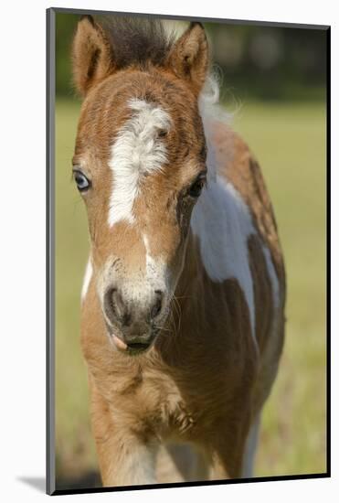 Baby Miniature horse paint colt-Maresa Pryor-Mounted Photographic Print