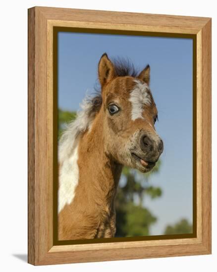 Baby Miniature horse paint colt-Maresa Pryor-Framed Premier Image Canvas