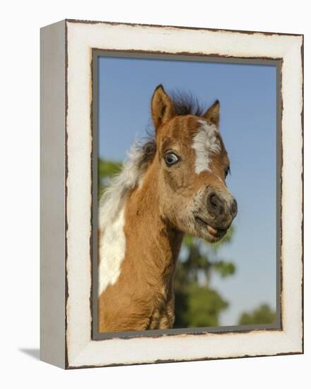 Baby Miniature horse paint colt-Maresa Pryor-Framed Premier Image Canvas