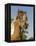 Baby Miniature horse paint colt-Maresa Pryor-Framed Premier Image Canvas