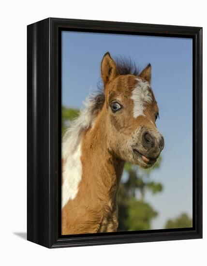 Baby Miniature horse paint colt-Maresa Pryor-Framed Premier Image Canvas