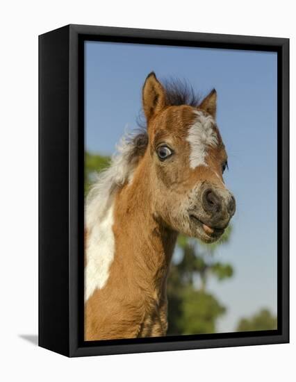 Baby Miniature horse paint colt-Maresa Pryor-Framed Premier Image Canvas