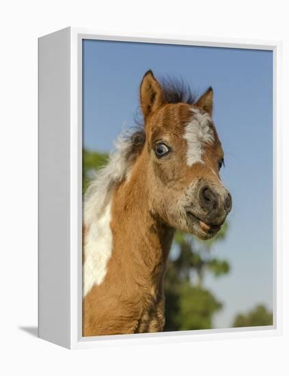 Baby Miniature horse paint colt-Maresa Pryor-Framed Premier Image Canvas