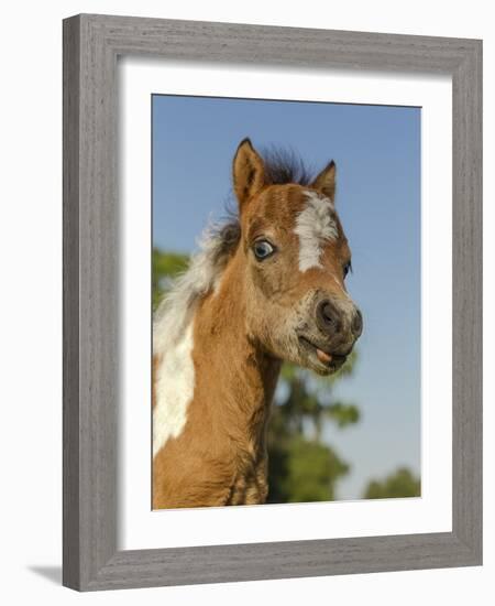 Baby Miniature horse paint colt-Maresa Pryor-Framed Photographic Print