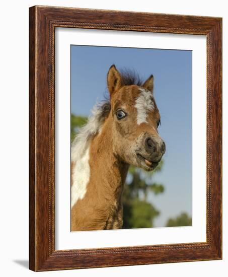 Baby Miniature horse paint colt-Maresa Pryor-Framed Photographic Print