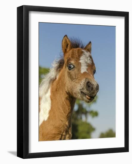Baby Miniature horse paint colt-Maresa Pryor-Framed Photographic Print