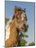 Baby Miniature horse paint colt-Maresa Pryor-Mounted Photographic Print