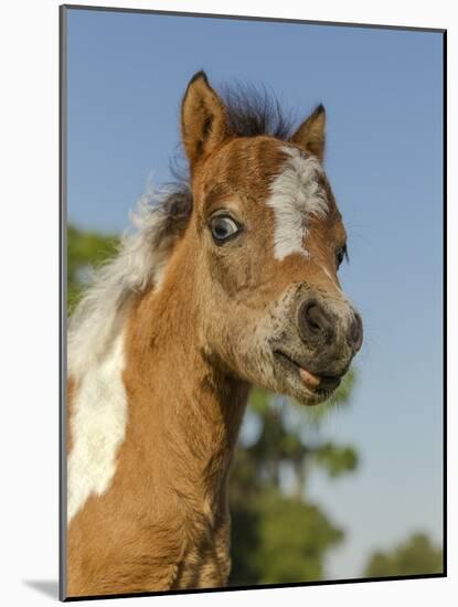 Baby Miniature horse paint colt-Maresa Pryor-Mounted Photographic Print