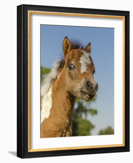 Baby Miniature horse paint colt-Maresa Pryor-Framed Photographic Print