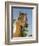 Baby Miniature horse paint colt-Maresa Pryor-Framed Photographic Print