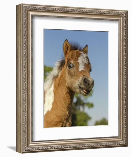 Baby Miniature horse paint colt-Maresa Pryor-Framed Photographic Print