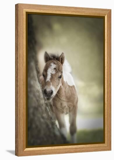 Baby Miniature horse paint colt-Maresa Pryor-Framed Premier Image Canvas