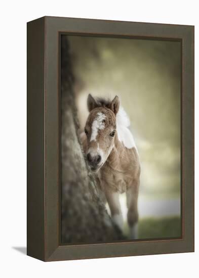 Baby Miniature horse paint colt-Maresa Pryor-Framed Premier Image Canvas