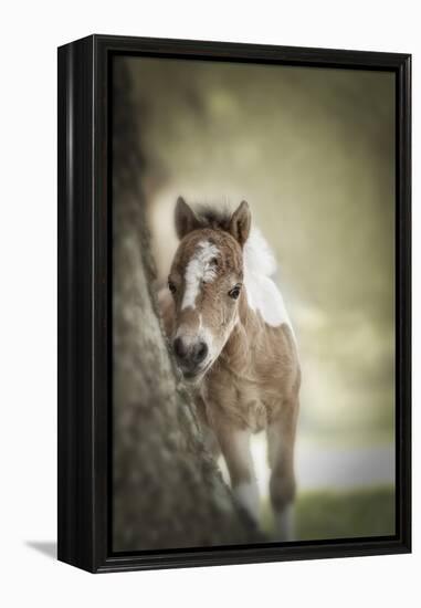 Baby Miniature horse paint colt-Maresa Pryor-Framed Premier Image Canvas