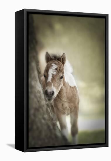 Baby Miniature horse paint colt-Maresa Pryor-Framed Premier Image Canvas