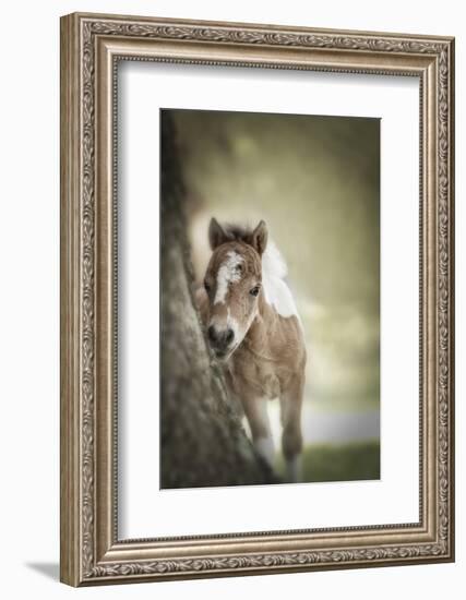 Baby Miniature horse paint colt-Maresa Pryor-Framed Photographic Print