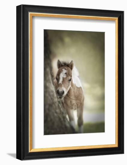 Baby Miniature horse paint colt-Maresa Pryor-Framed Photographic Print