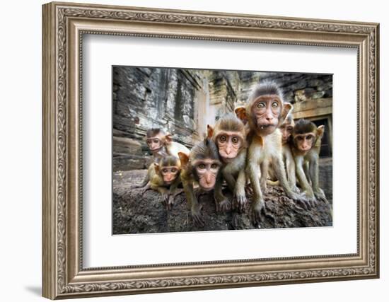 Baby Monkeys are Curious,Lopburi, Thailand.-jeep2499-Framed Photographic Print