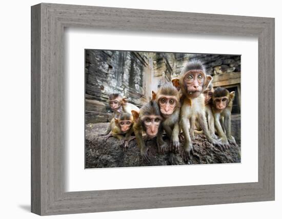 Baby Monkeys are Curious,Lopburi, Thailand.-jeep2499-Framed Photographic Print