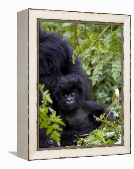 Baby Mountain Gorilla Eating Leaves, Rwanda, Africa-Milse Thorsten-Framed Premier Image Canvas