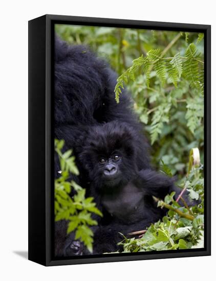 Baby Mountain Gorilla Eating Leaves, Rwanda, Africa-Milse Thorsten-Framed Premier Image Canvas