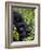 Baby Mountain Gorilla Eating Leaves, Rwanda, Africa-Milse Thorsten-Framed Photographic Print