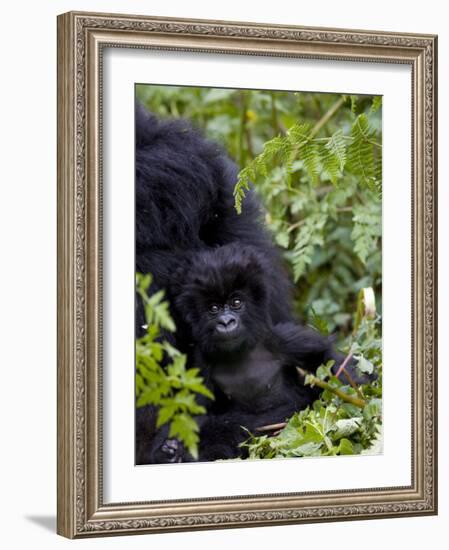 Baby Mountain Gorilla Eating Leaves, Rwanda, Africa-Milse Thorsten-Framed Photographic Print