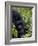 Baby Mountain Gorilla Eating Leaves, Rwanda, Africa-Milse Thorsten-Framed Photographic Print