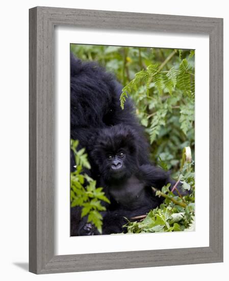 Baby Mountain Gorilla Eating Leaves, Rwanda, Africa-Milse Thorsten-Framed Photographic Print