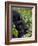 Baby Mountain Gorilla Eating Leaves, Rwanda, Africa-Milse Thorsten-Framed Photographic Print