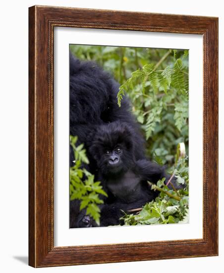 Baby Mountain Gorilla Eating Leaves, Rwanda, Africa-Milse Thorsten-Framed Photographic Print