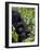 Baby Mountain Gorilla Eating Leaves, Rwanda, Africa-Milse Thorsten-Framed Photographic Print