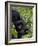 Baby Mountain Gorilla Eating Leaves, Rwanda, Africa-Milse Thorsten-Framed Photographic Print