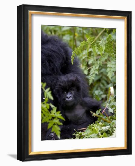 Baby Mountain Gorilla Eating Leaves, Rwanda, Africa-Milse Thorsten-Framed Photographic Print