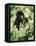 Baby Mountain Gorilla Feeding-Joe McDonald-Framed Premier Image Canvas