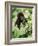 Baby Mountain Gorilla Feeding-Joe McDonald-Framed Photographic Print