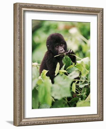 Baby Mountain Gorilla Feeding-Joe McDonald-Framed Photographic Print