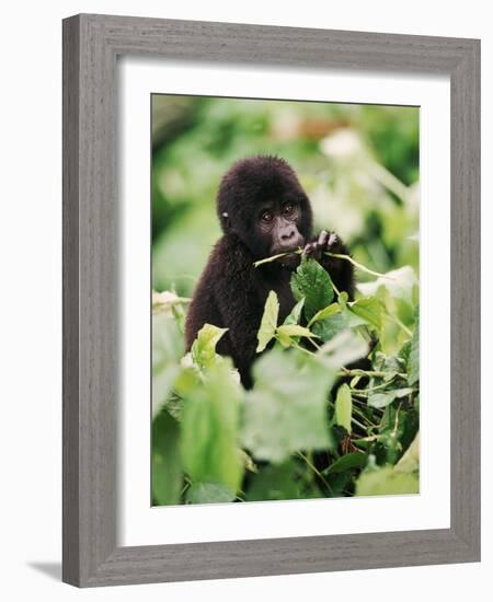 Baby Mountain Gorilla Feeding-Joe McDonald-Framed Photographic Print