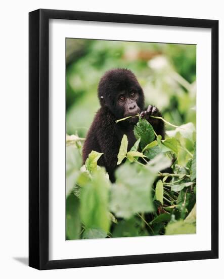 Baby Mountain Gorilla Feeding-Joe McDonald-Framed Photographic Print