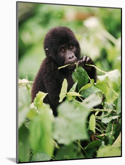 Baby Mountain Gorilla Feeding-Joe McDonald-Mounted Photographic Print