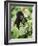 Baby Mountain Gorilla Feeding-Joe McDonald-Framed Photographic Print