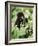 Baby Mountain Gorilla Feeding-Joe McDonald-Framed Photographic Print