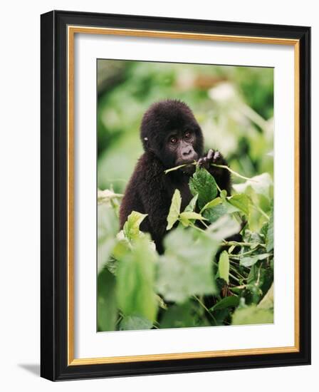 Baby Mountain Gorilla Feeding-Joe McDonald-Framed Photographic Print