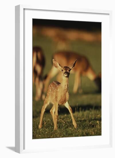 Baby Mule Deer-DLILLC-Framed Photographic Print