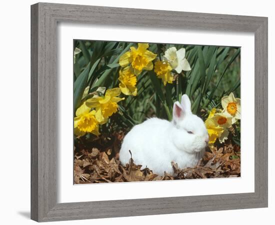 Baby Netherland Dwarf Rabbit, Amongst Daffodils, USA-Lynn M. Stone-Framed Photographic Print