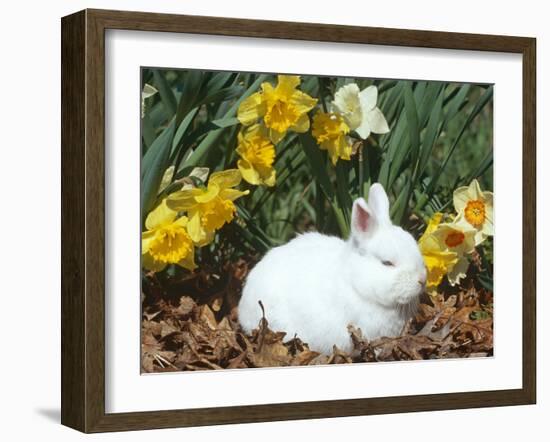 Baby Netherland Dwarf Rabbit, Amongst Daffodils, USA-Lynn M. Stone-Framed Photographic Print